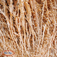 Uma variedade de materiais de fibra natural em bruto, incluindo cápsulas de algodão orgânico, fios de juta em bruto e tecidos de linho trançado sobre um fundo neutro.