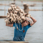 Récolte de plants de jute dans les champs du Bangladesh pendant la saison annuelle de la récolte du jute — Biz Njp s'approvisionne en jute brut directement auprès des principaux districts de production.